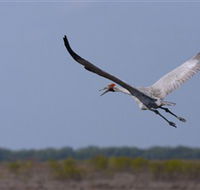 Gayngaru Wetlands Interpretive Walk - Stayed