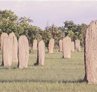 Magnetic Termite Mounds - Stayed
