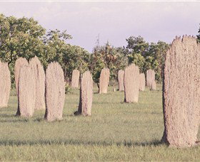 Magnetic Termite Mounds - Stayed 0