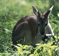 Tjaetaba Falls - Stayed