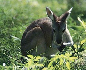 Tjaetaba Falls - Stayed 0