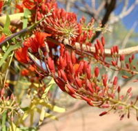Olive Pink Botanic Garden - Stayed