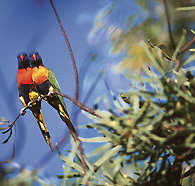 Wangi Falls Walk - Stayed