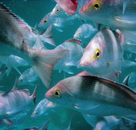 Palm Beach Reef Dive Site - Stayed