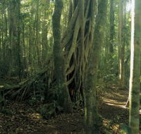 Lamington National Park Binna Burra Section - Stayed