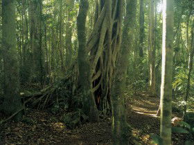 Lamington National Park, Binna Burra Section - Stays Accommodation 0