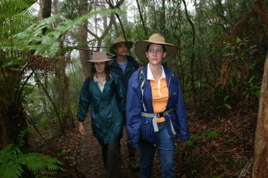 Mount Cougal, Springbrook National Park - Stays Accommodation 0