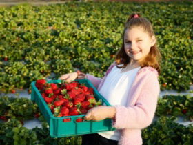 Strawberry Fields - Stayed 0