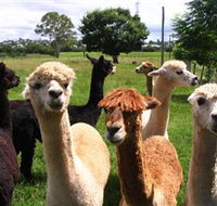 Banyandah Alpacas - Stays Accommodation