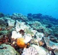 Mudjimba Old Woman Island Dive Site - Stayed