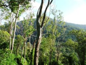 Smiths Track, Barron Gorge National Park - Stayed 0