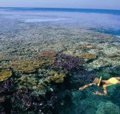 Split Bommie Dive Site - Stays Accommodation