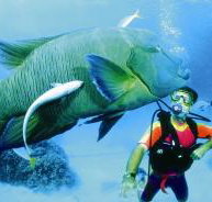 Turtle Bay Dive Site - Stayed