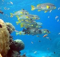 Coral Gardens Dive Site Flynn Reef - Stayed