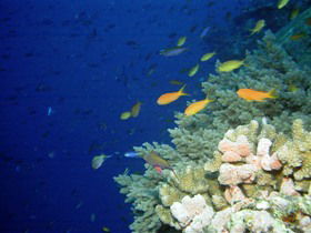 The Three Sisters Dive Site - Stayed 0