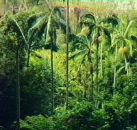 Fern Tree Pool and Giant's Chair Circuit - Stayed