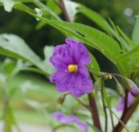 Alpha Native Flower Garden - Stayed
