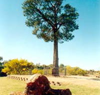 Robbers Tree - Stayed