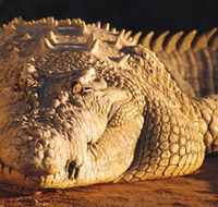 Koorana Crocodile Farm - Stayed