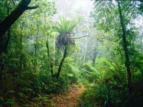 Lamington National Park, Green Mountains Section - Stays Accommodation 0