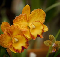 Queens Park - Orchid House - Stayed