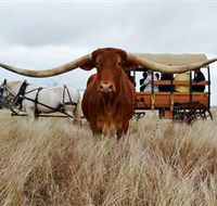 Texas Longhorn Wagon Tours and Safaris - Stayed