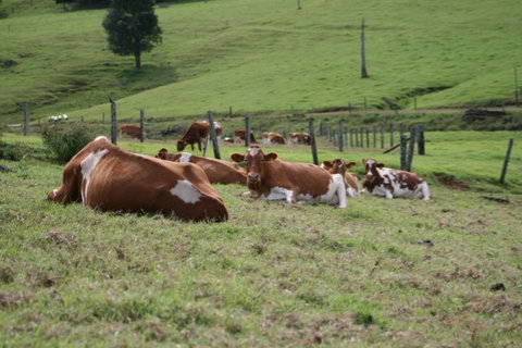 Maleny Dairies - Stayed 4