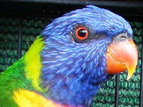 Fraser Coast Wildlife Sanctuary - Stays Accommodation 0