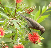 Birdwatching in Dysart - Stayed