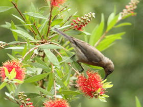 Birdwatching In Dysart - Stayed 0