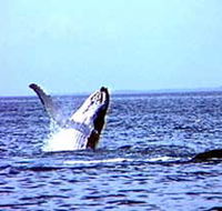 Whale Watching - Stayed