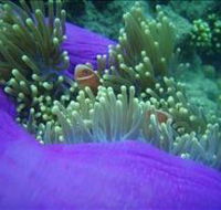 The Lady Bowen Dive Site - Stays Accommodation