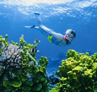 Wheeler Reef Dive Site - Stayed