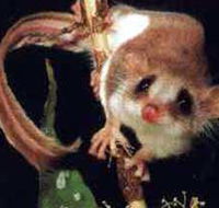 Carrowong Fauna Sanctuary - Stayed