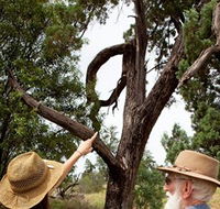 Charleville - Outback Native Timber Walk - Stayed