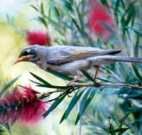 Windorah Nature Drive - Stayed