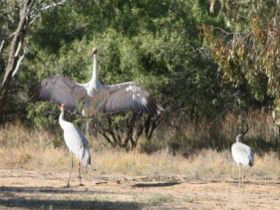 Bulloo River Walk - Stayed 0