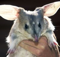 Charleville - Bilby Experience - Stayed