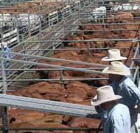 Dalrymple Sales Yards - Cattle Sales - Stayed