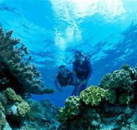 Coral Gardens Dive Site - Stayed