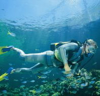 Manta Ray Bommie Dive Site - Stayed
