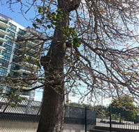 The Leichhardt Tree - Stayed