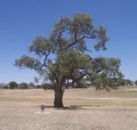 Historic Coolabah Tree - Stayed