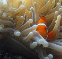 Flat Rock Dive Site - Stayed