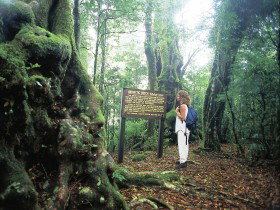 Tooloona Creek Circuit - Stayed 0