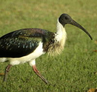 Toowoomba Bicentennial Waterbird Habitat - Stayed