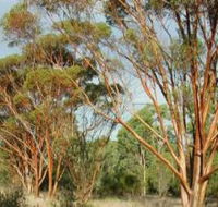 Myall Park Botanic Garden - Stayed