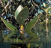 Jawbone Marine Sanctuary - Stayed