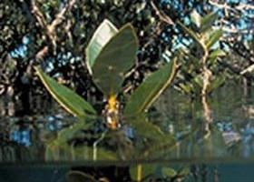 Jawbone Marine Sanctuary - Stayed 0