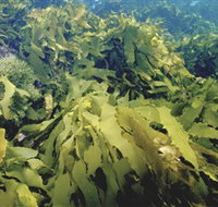 Barwon Bluff Marine Sanctuary - Stayed